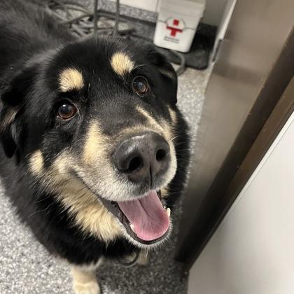 Solomon, ADOPTABLE, Senior Male Mixed Breed.