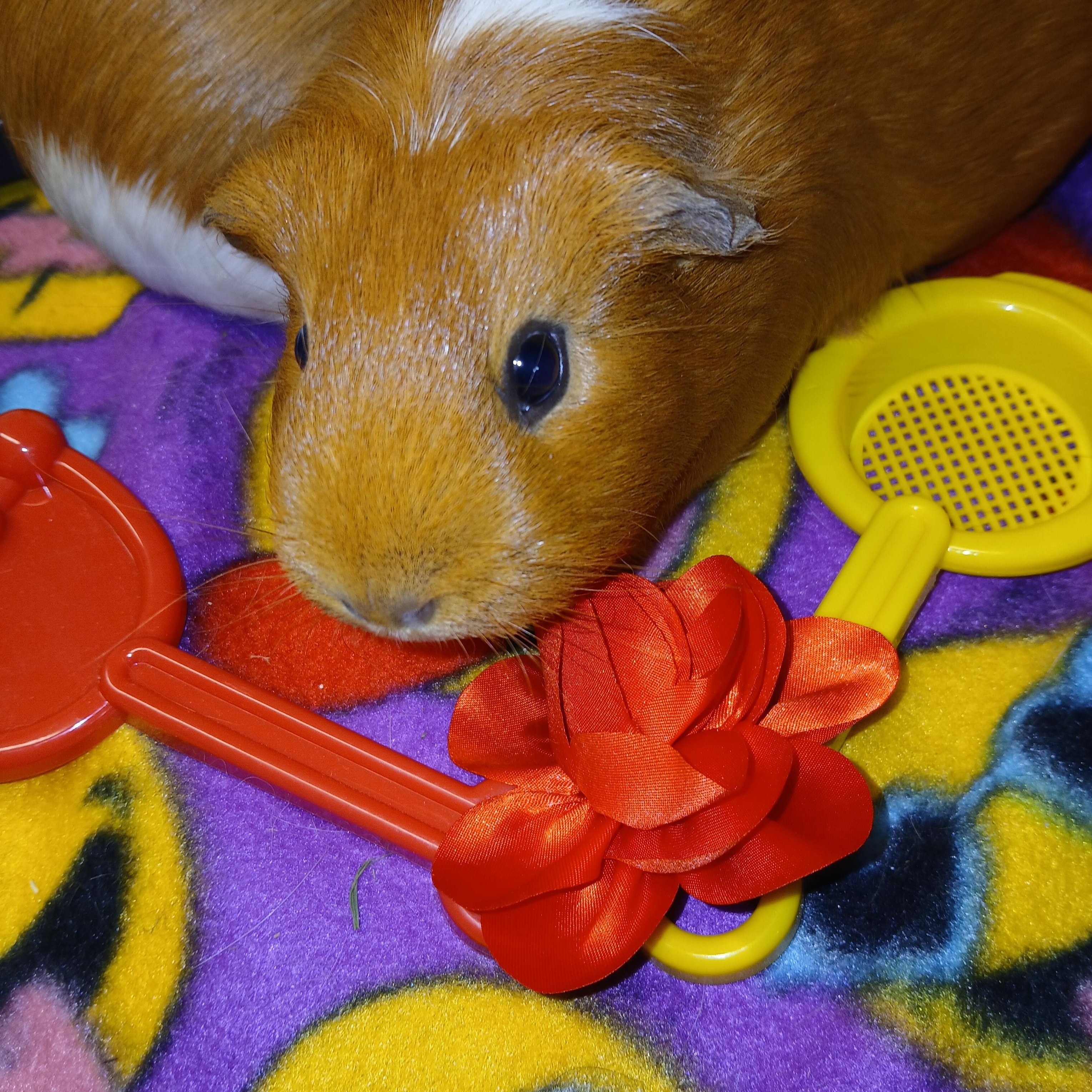 Enlarge Nutella and Rye, an adoptable Short-Haired in Dearborn, MO image 3/6