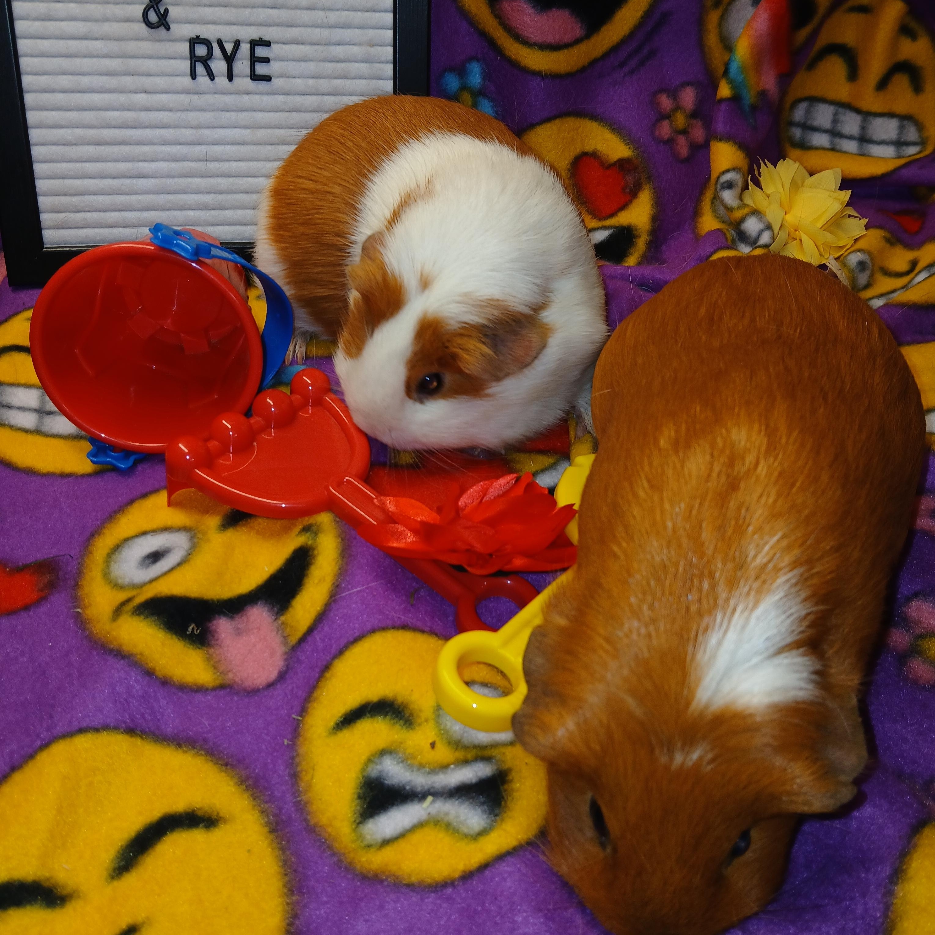 Enlarge Nutella and Rye, an adoptable Short-Haired in Dearborn, MO image 1/6