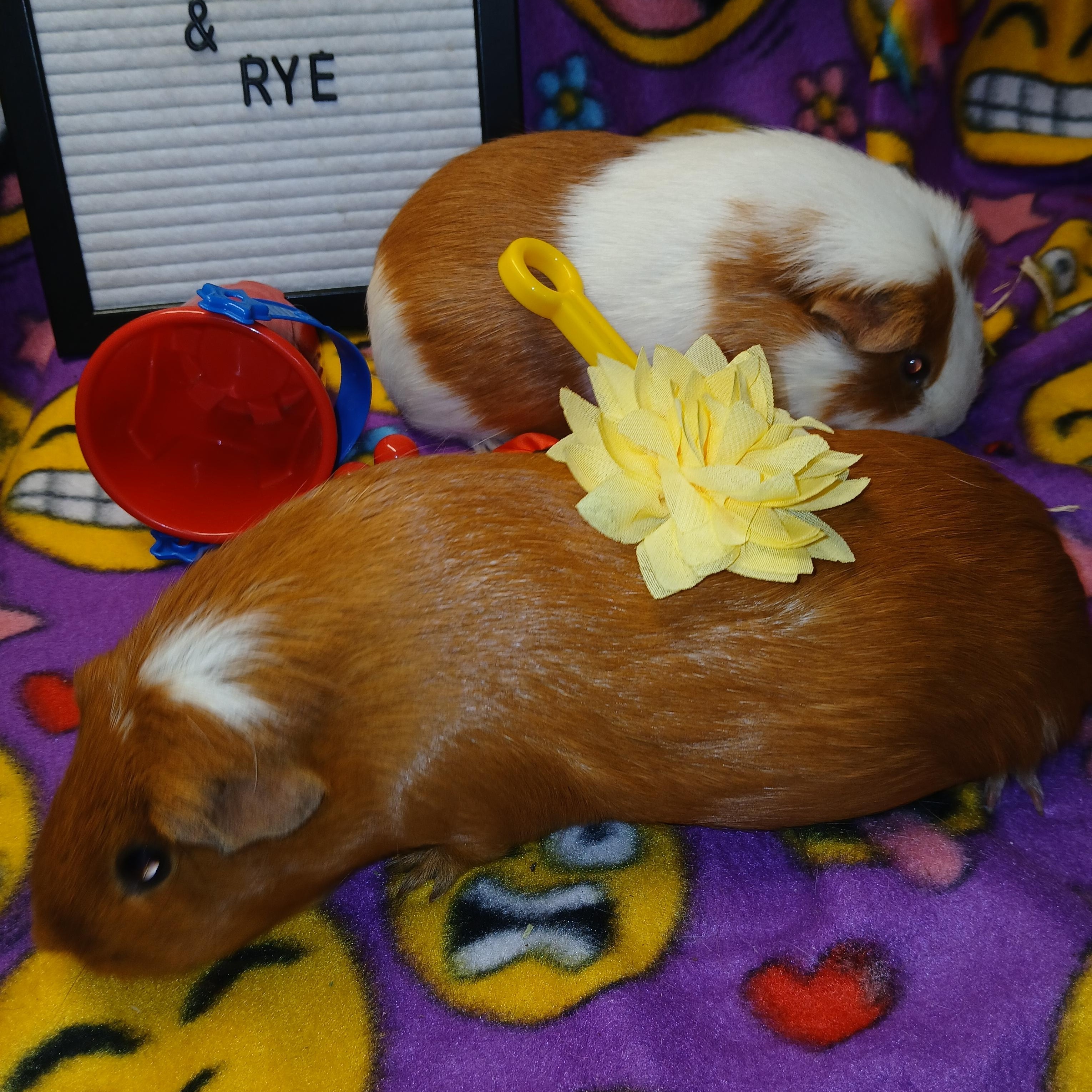 Enlarge Nutella and Rye, an adoptable Short-Haired in Dearborn, MO image 6/6