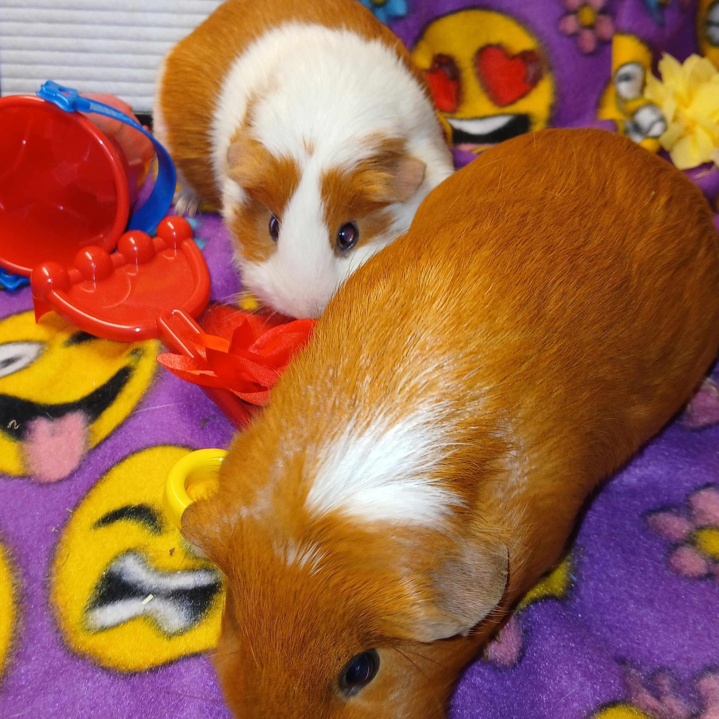 Enlarge Nutella and Rye, an adoptable Short-Haired in Dearborn, MO image 5/6