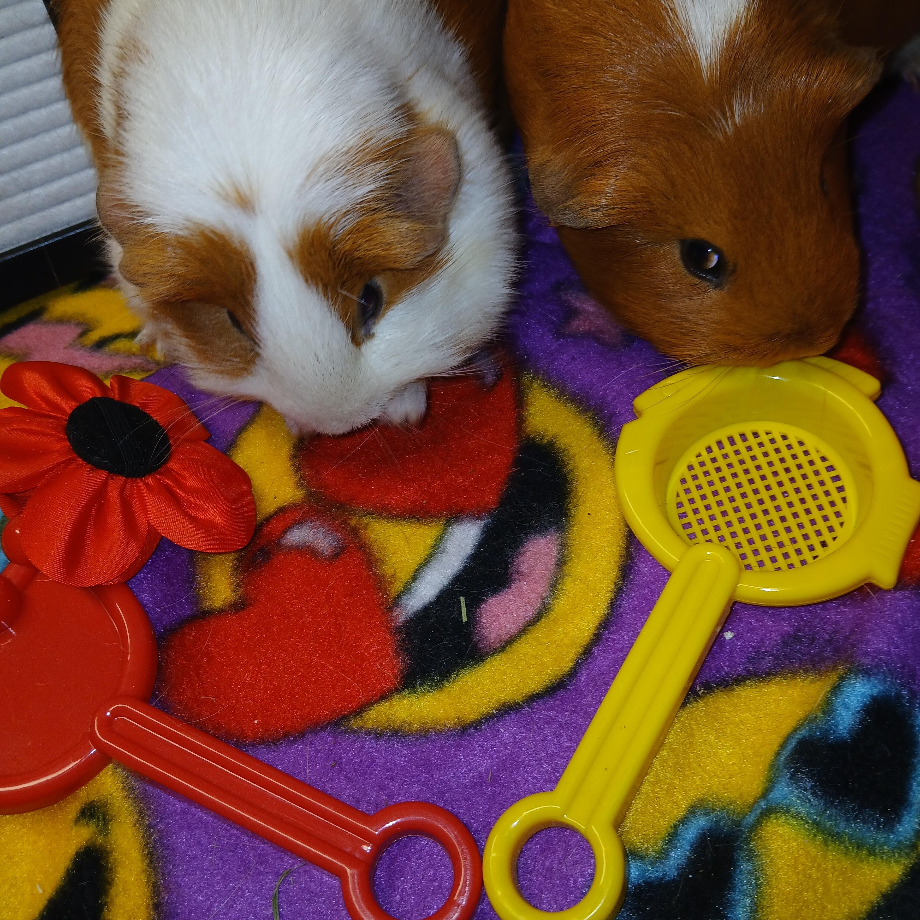 Enlarge Nutella and Rye, an adoptable Short-Haired in Dearborn, MO image 4/6