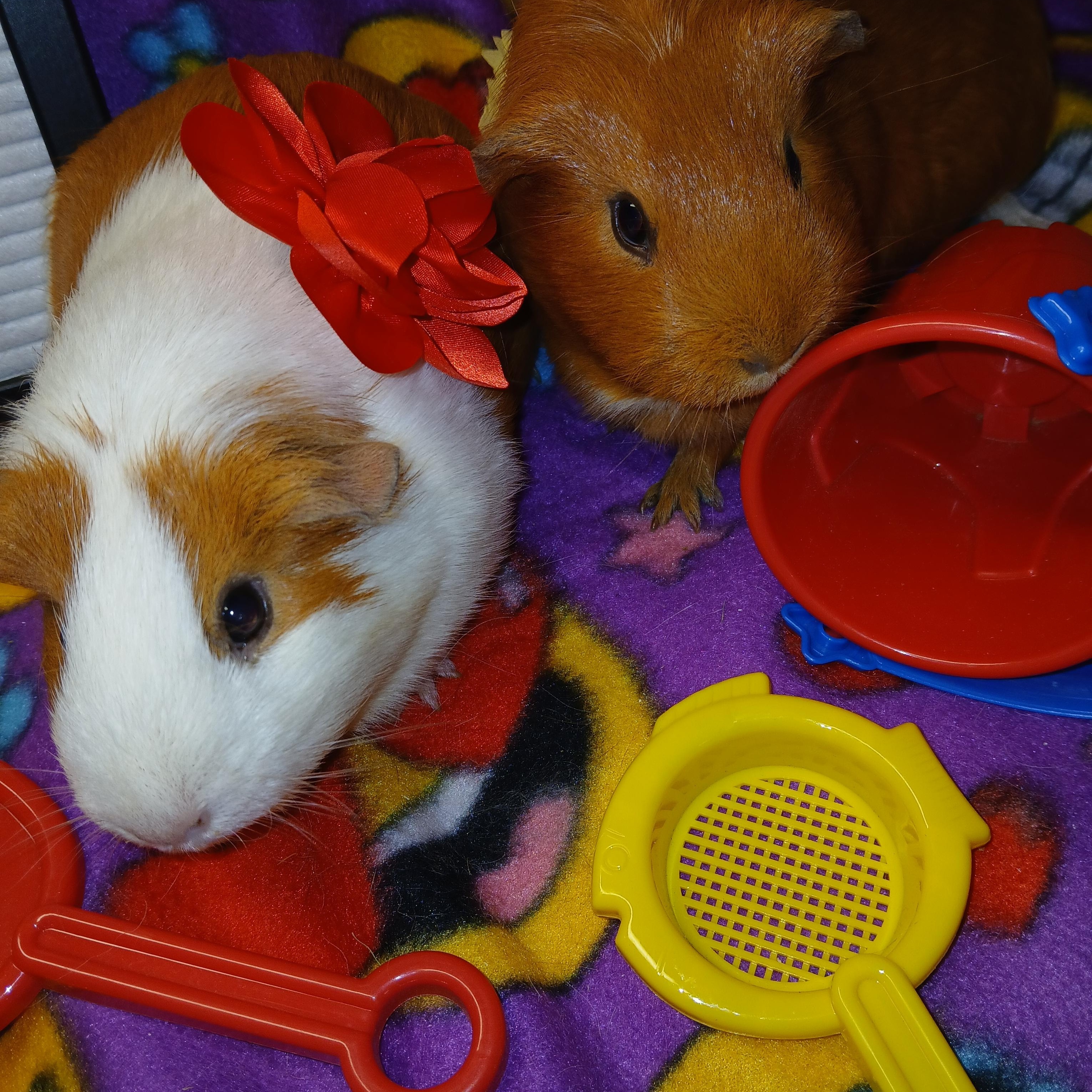 Enlarge Nutella and Rye, an adoptable Short-Haired in Dearborn, MO image 2/6