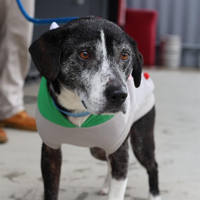 THUNDER, Adoptable, Senior Male Plott Hound & Mixed Breed.