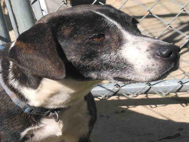 THUNDER, Adoptable, Senior Male Plott Hound & Mixed Breed.