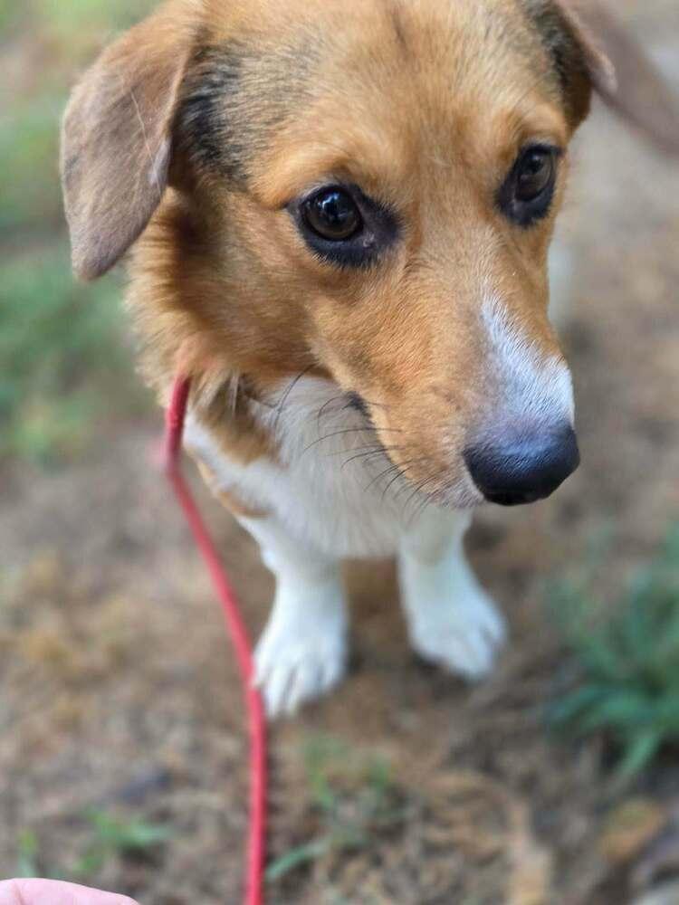 Whiskey (AL), Adoptable, Young Male Corgi.