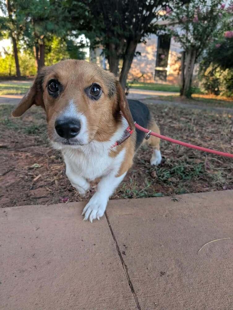 Enlarge Whiskey (AL), a Adoptable Corgi in New York, NY image 2/3