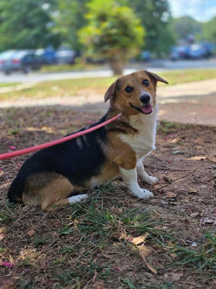 Enlarge Whiskey (AL), a Adoptable Corgi in New York, NY image 3/3