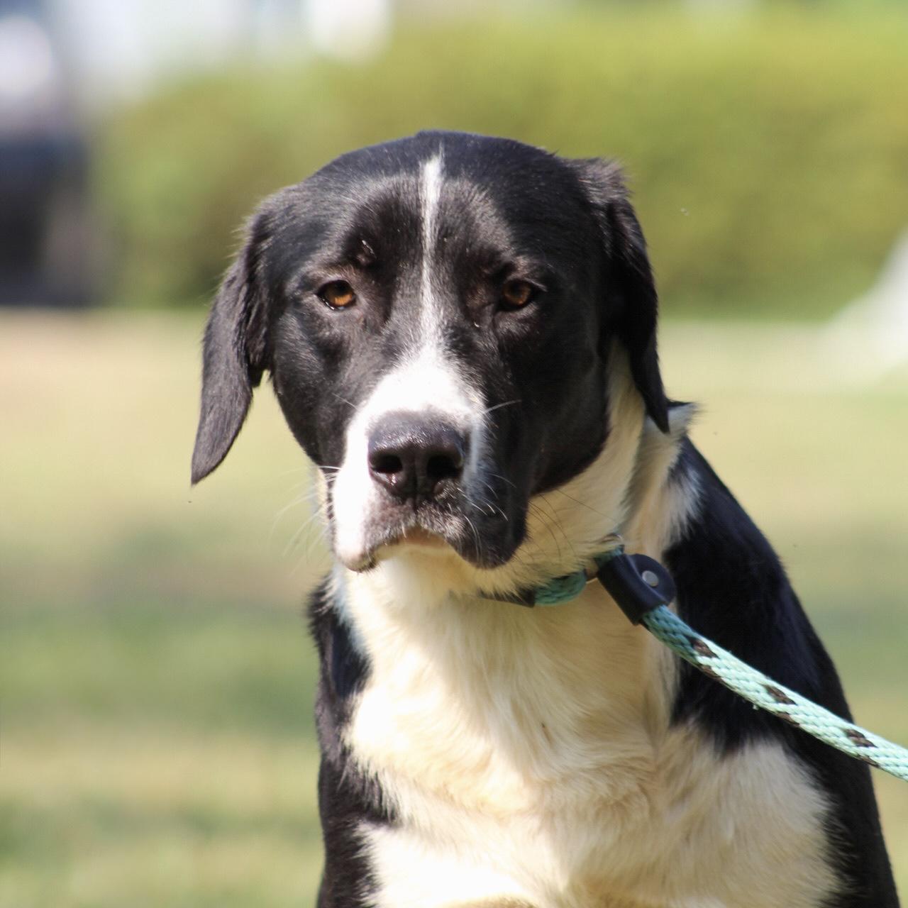 Enlarge Gulliver, a Adoptable mixed breed in Jamaica Plain, MA image 3/6