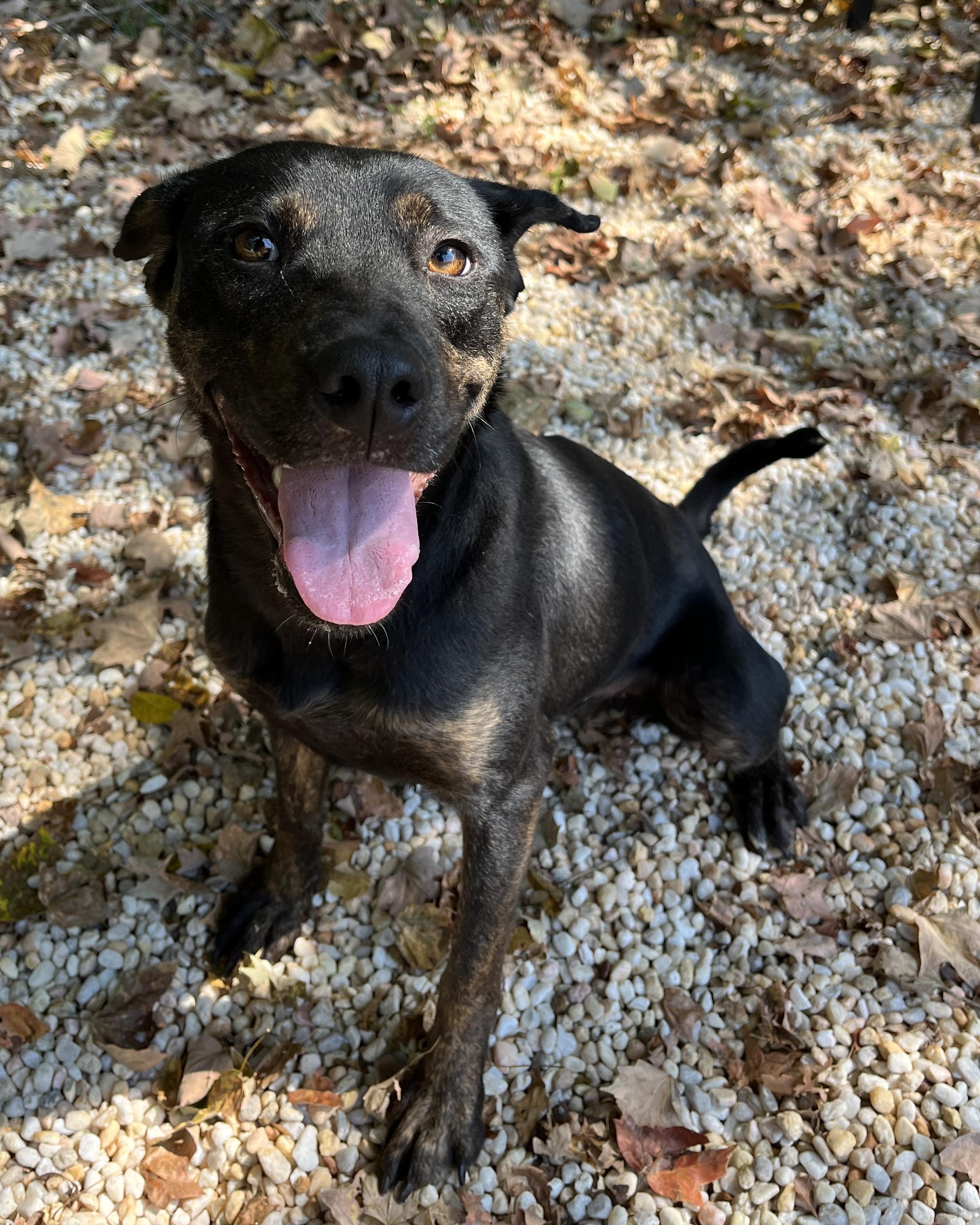 Lucy, Adoptable, Young Female Doberman Pinscher.