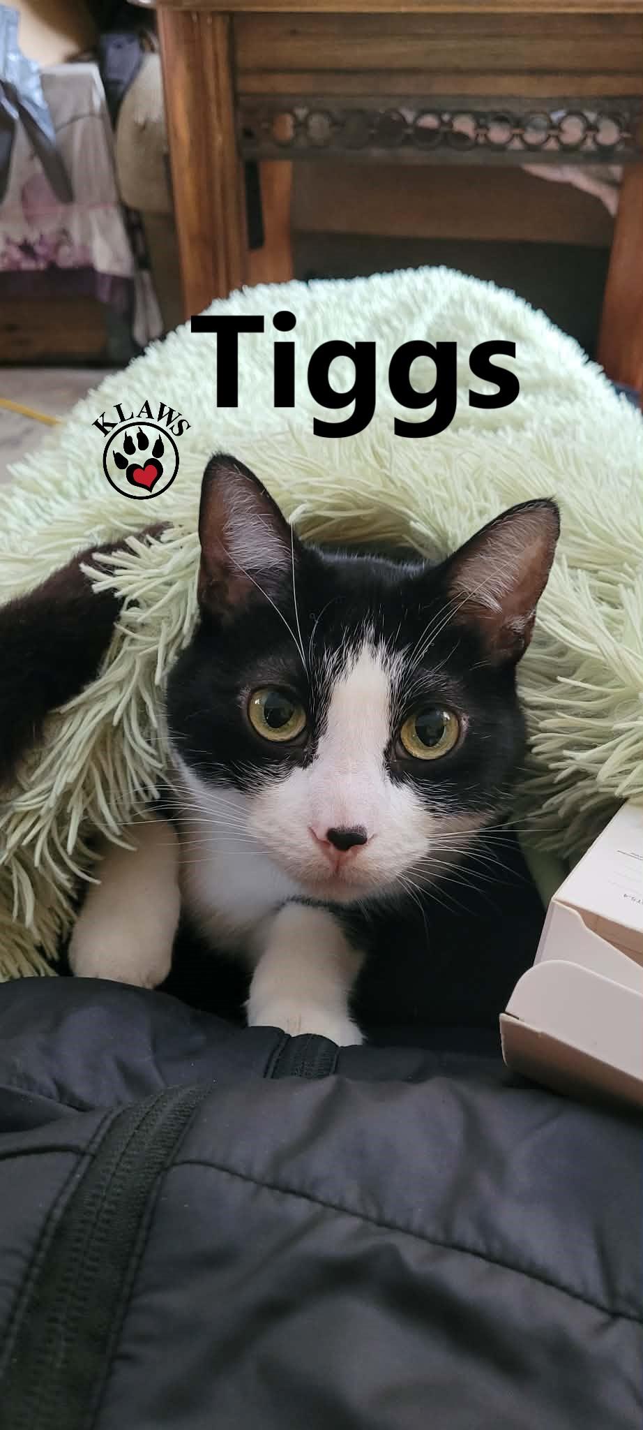 Enlarge Tiggs, a Adoptable Domestic Short Hair in Lindsay, ON image 3/6