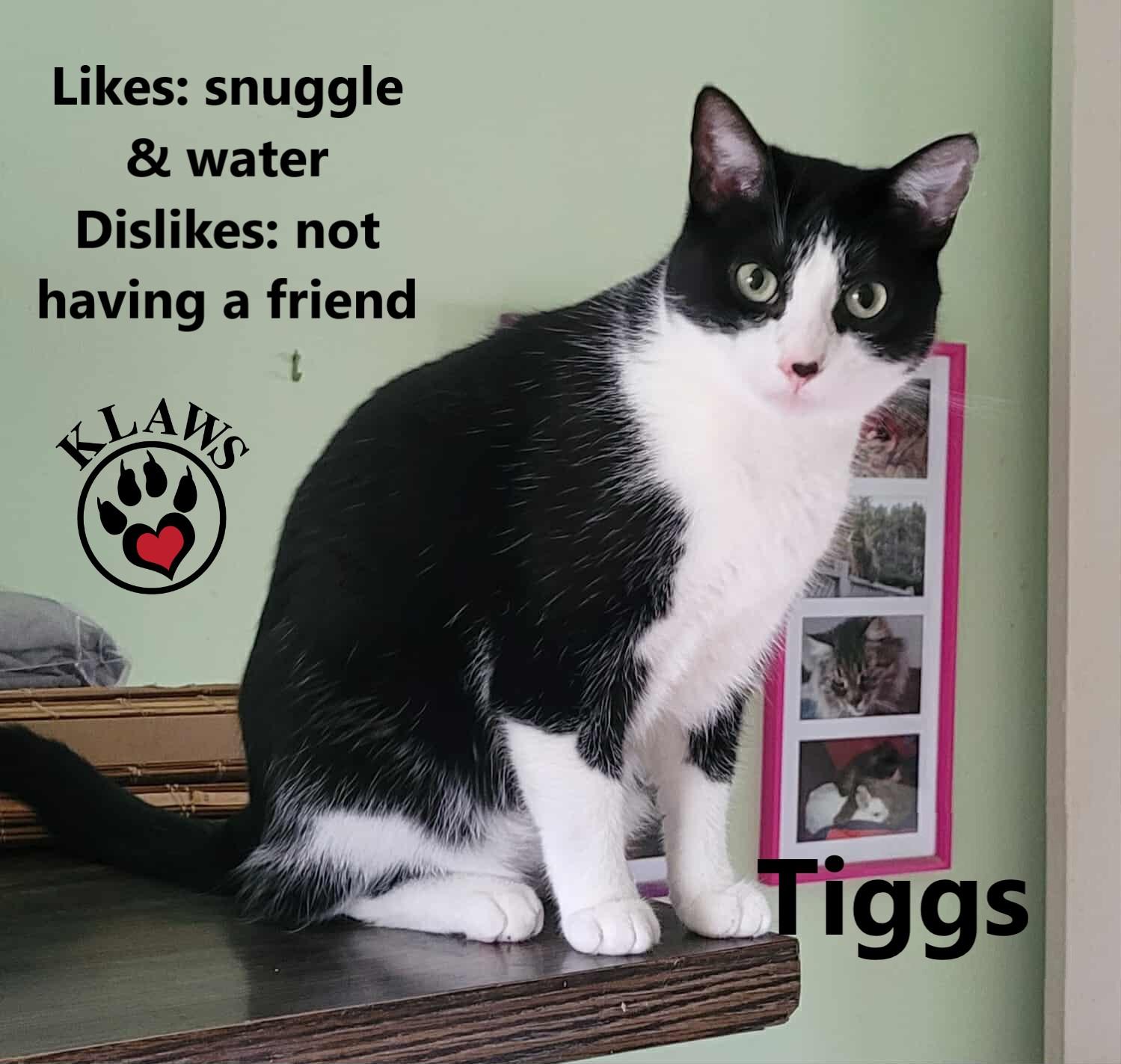 Tiggs, Adoptable, Adult Male Domestic Short Hair.