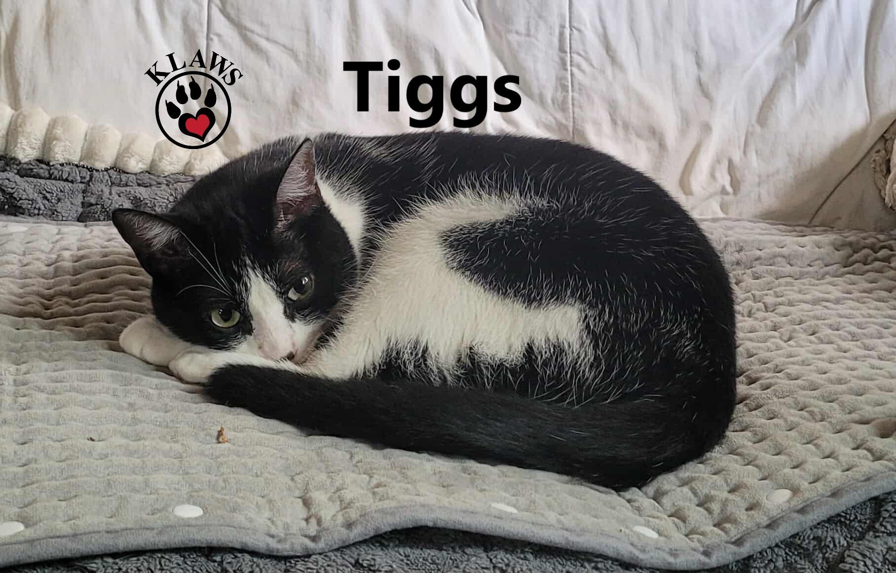 Tiggs, an adoptable Domestic Short Hair in Lindsay, ON, K9V 2Z0 | Photo Image 3