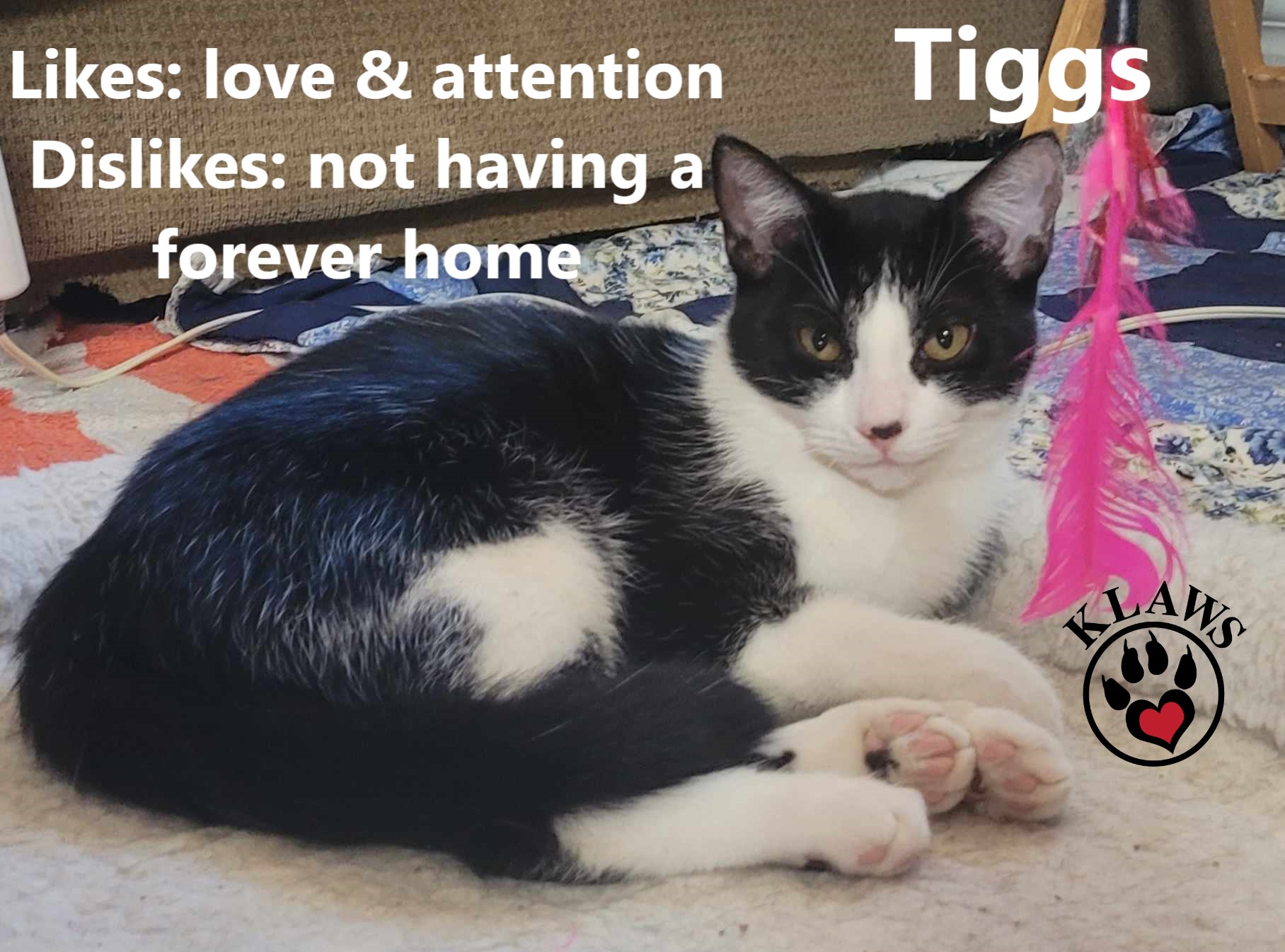 Tiggs, an adoptable Domestic Short Hair in Lindsay, ON, K9V 2Z0 | Photo Image 1