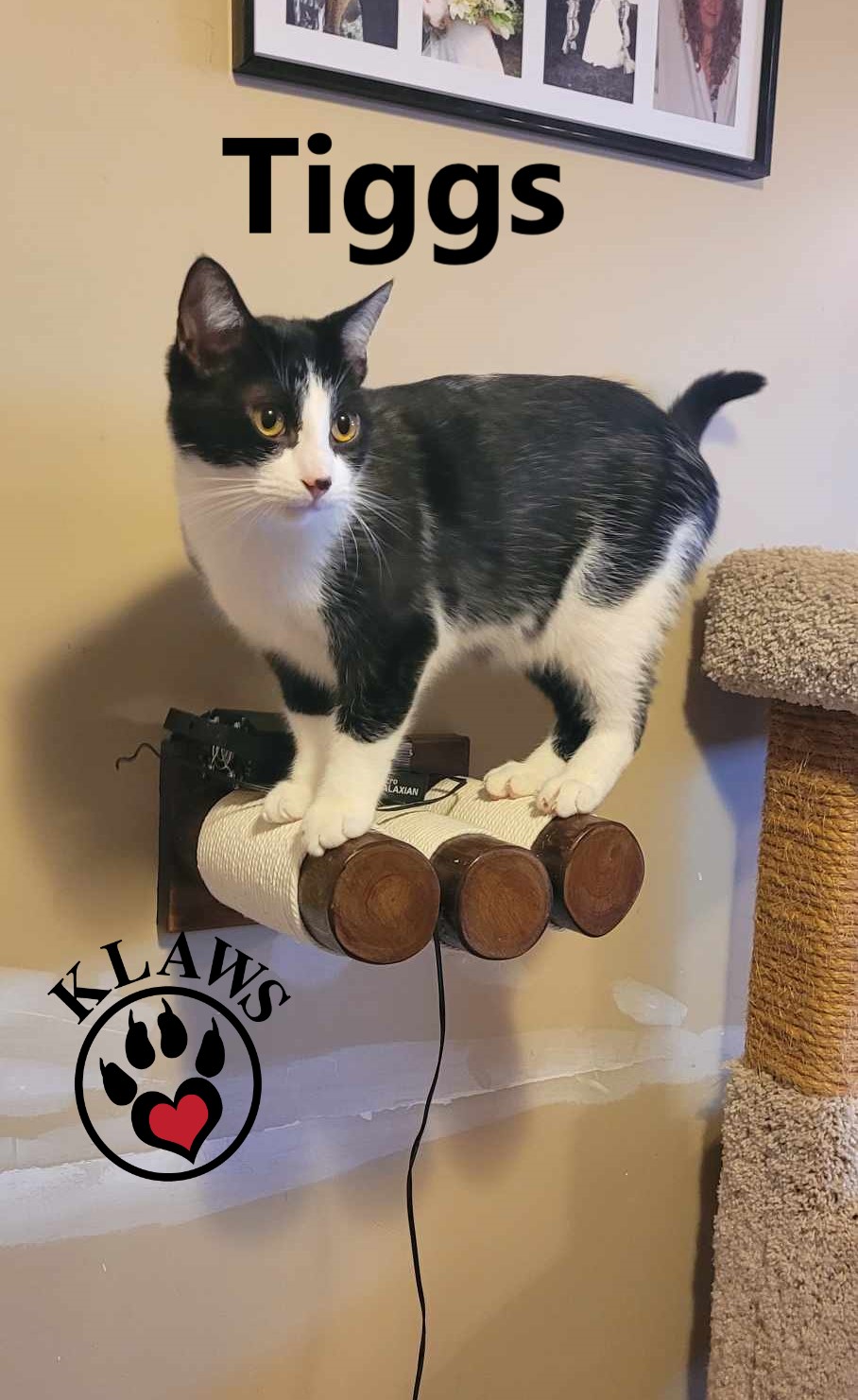 Tiggs, an adoptable Domestic Short Hair in Lindsay, ON, K9V 2Z0 | Photo Image 4