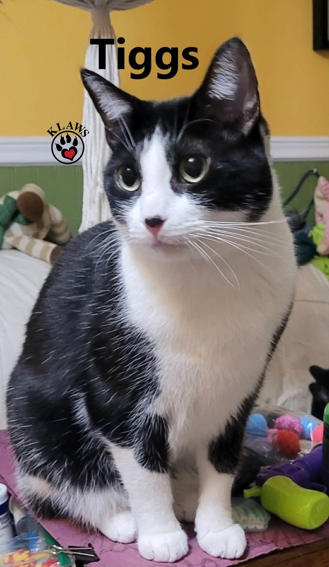 Enlarge Tiggs, a Adoptable Domestic Short Hair in Lindsay, ON image 4/6