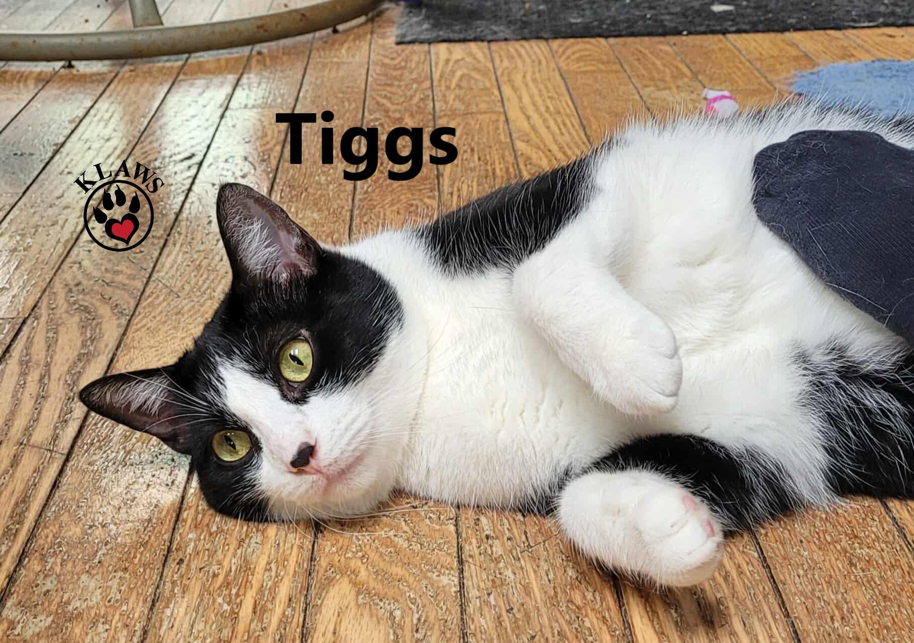 Tiggs, an adoptable Domestic Short Hair in Lindsay, ON, K9V 2Z0 | Photo Image 2