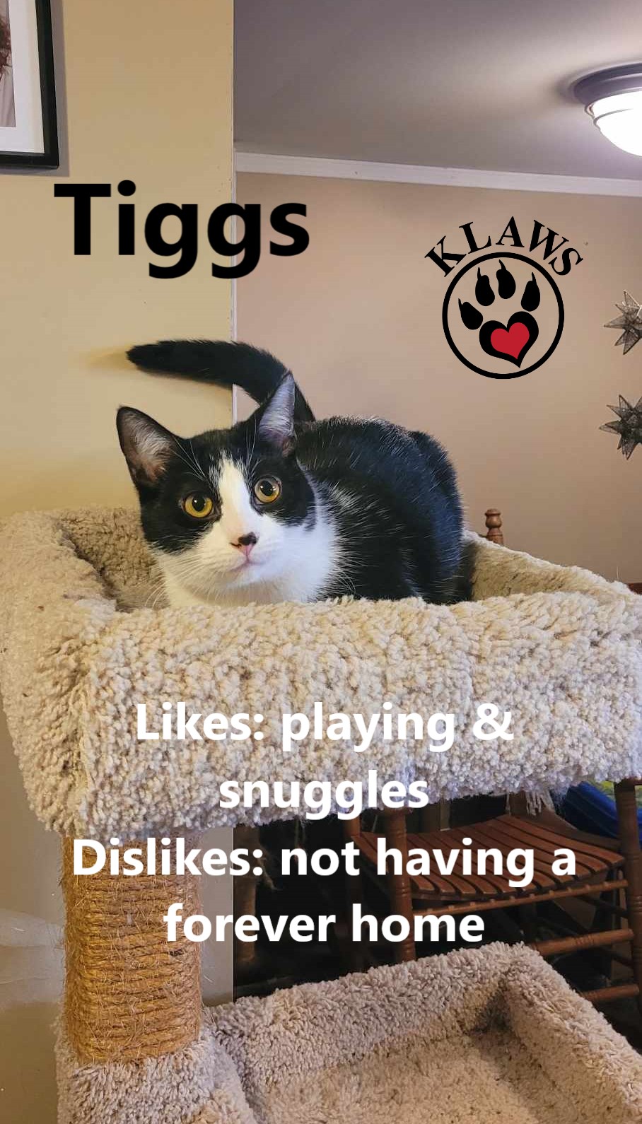 Tiggs, an adoptable Domestic Short Hair in Lindsay, ON, K9V 2Z0 | Photo Image 5