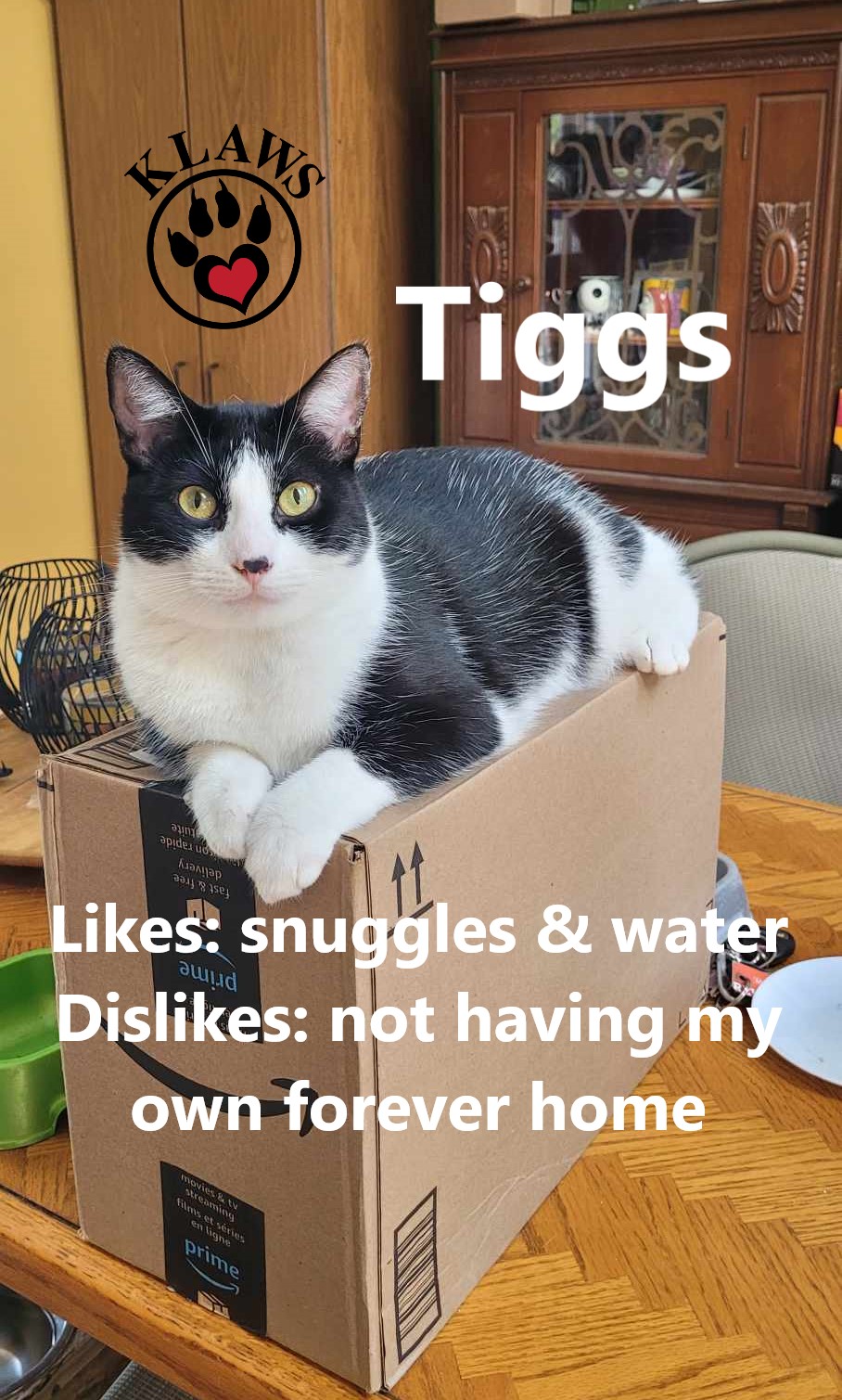 Tiggs, an adoptable Domestic Short Hair in Lindsay, ON, K9V 2Z0 | Photo Image 2