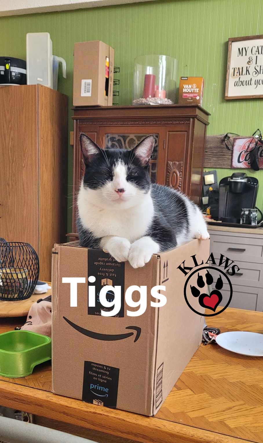Tiggs, an adoptable Domestic Short Hair in Lindsay, ON, K9V 2Z0 | Photo Image 3