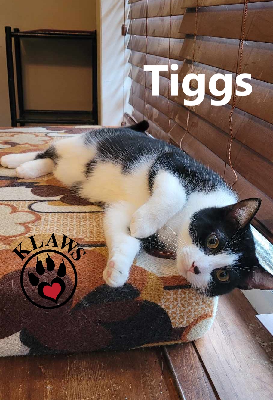 Tiggs, an adoptable Domestic Short Hair in Lindsay, ON, K9V 2Z0 | Photo Image 6
