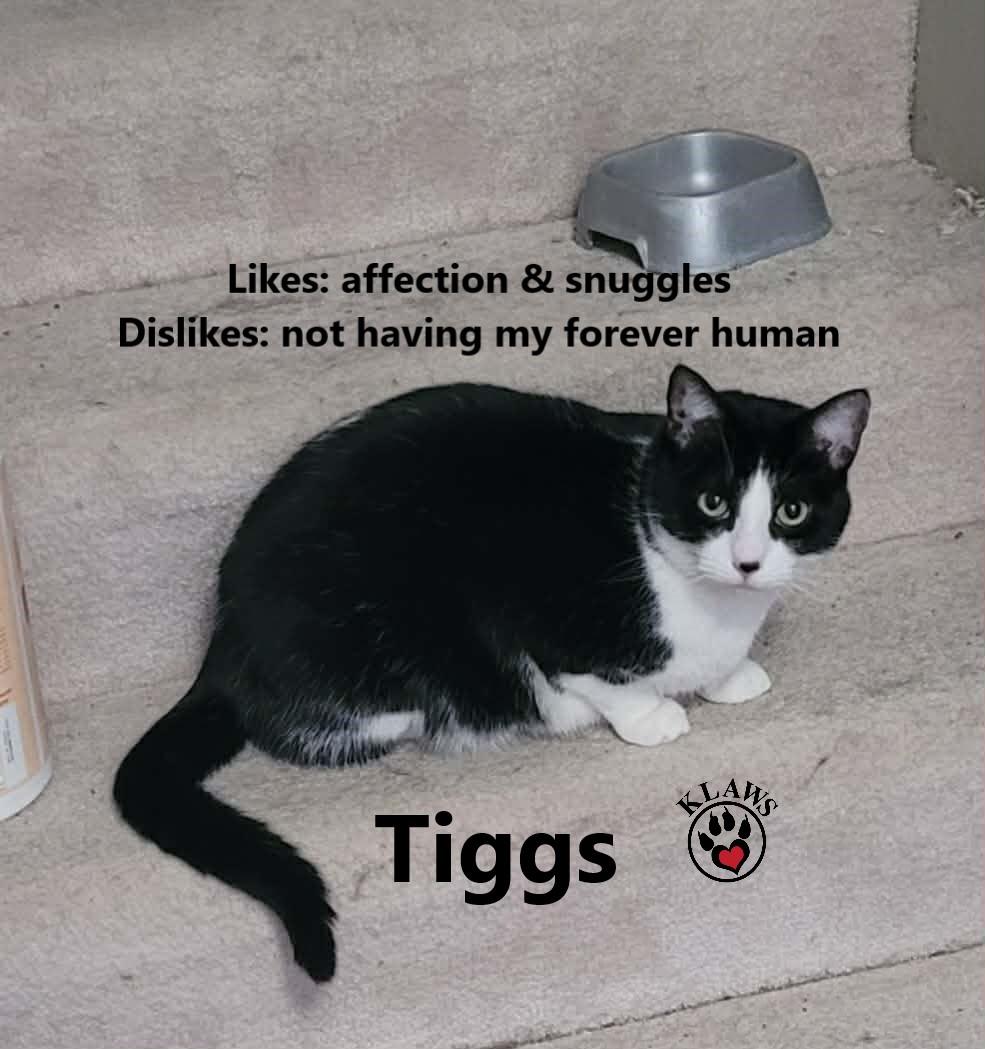 Tiggs, Adoptable, Adult Male Domestic Short Hair.