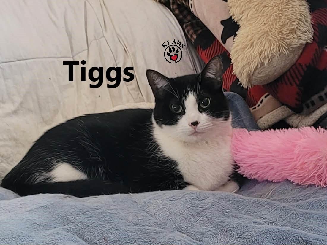 Enlarge Tiggs, a Adoptable Domestic Short Hair in Lindsay, ON image 2/6
