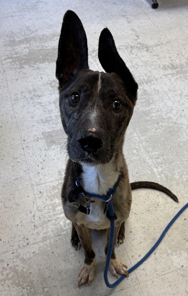 Enzo, Adoptable, Adult Male Catahoula Leopard Dog.