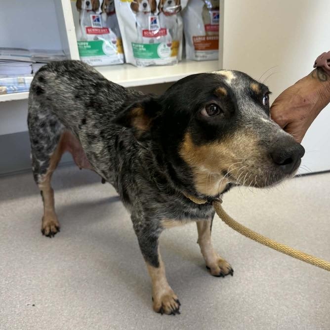 Enlarge Dolly, a Adoptable Australian Cattle Dog / Blue Heeler in Richmond, VA image 3/5