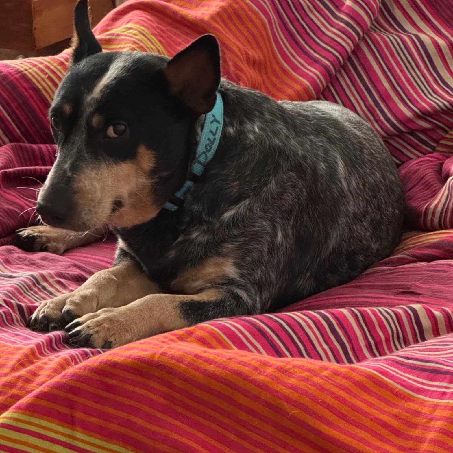 Enlarge Dolly, a Adoptable Australian Cattle Dog / Blue Heeler in Richmond, VA image 4/5