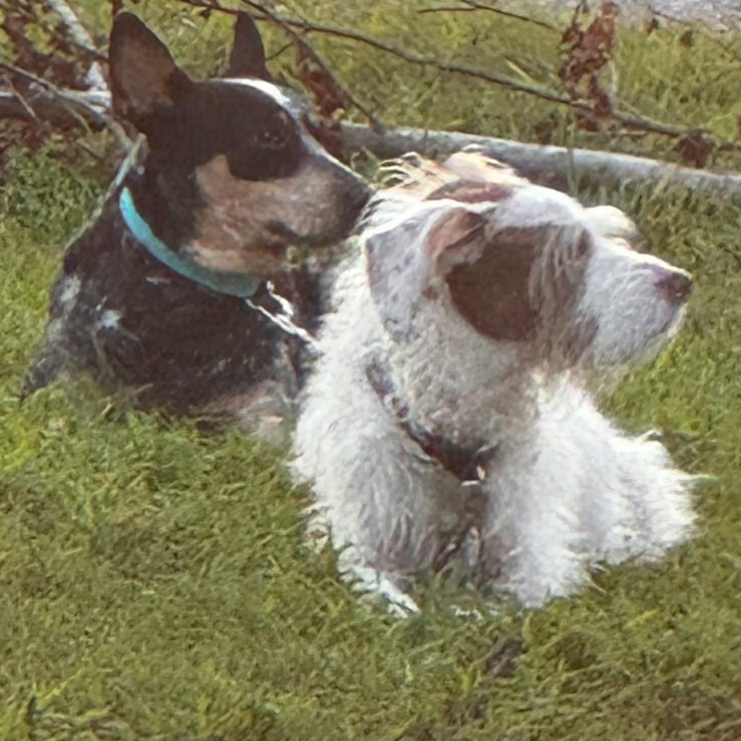 Enlarge Dolly, a Adoptable Australian Cattle Dog / Blue Heeler in Richmond, VA image 5/5