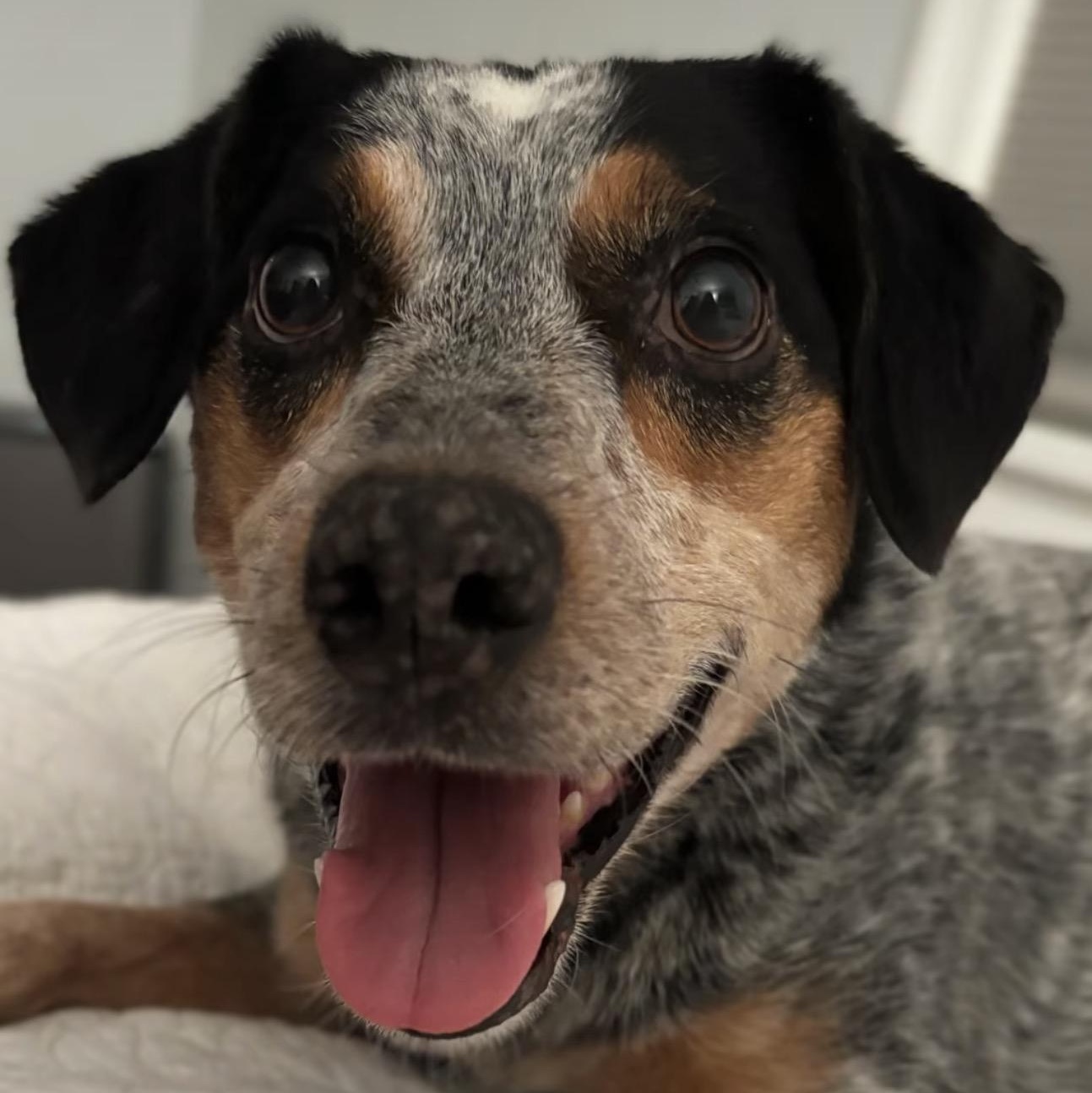 Dolly, Adoptable, Adult Female Australian Cattle Dog / Blue Heeler.