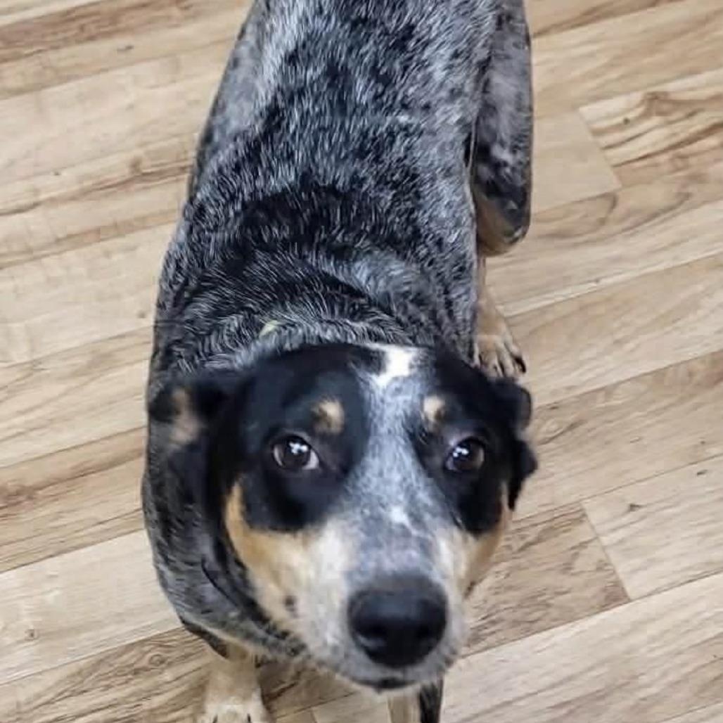 Enlarge Dolly, a Adoptable Australian Cattle Dog / Blue Heeler in Richmond, VA image 2/5