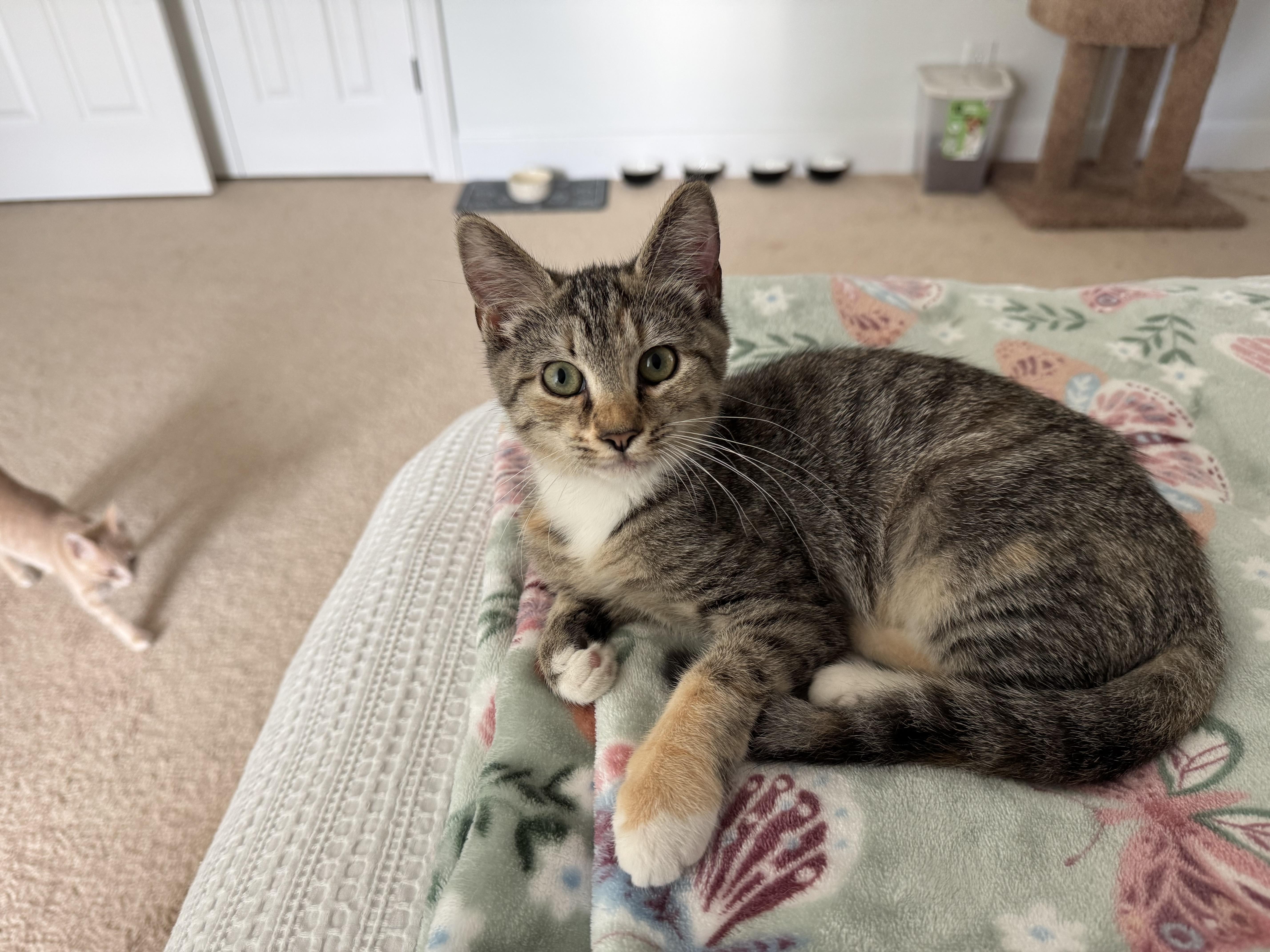 Emmi Lou, a Adoptable Tabby in Dawson, GA image 1/2