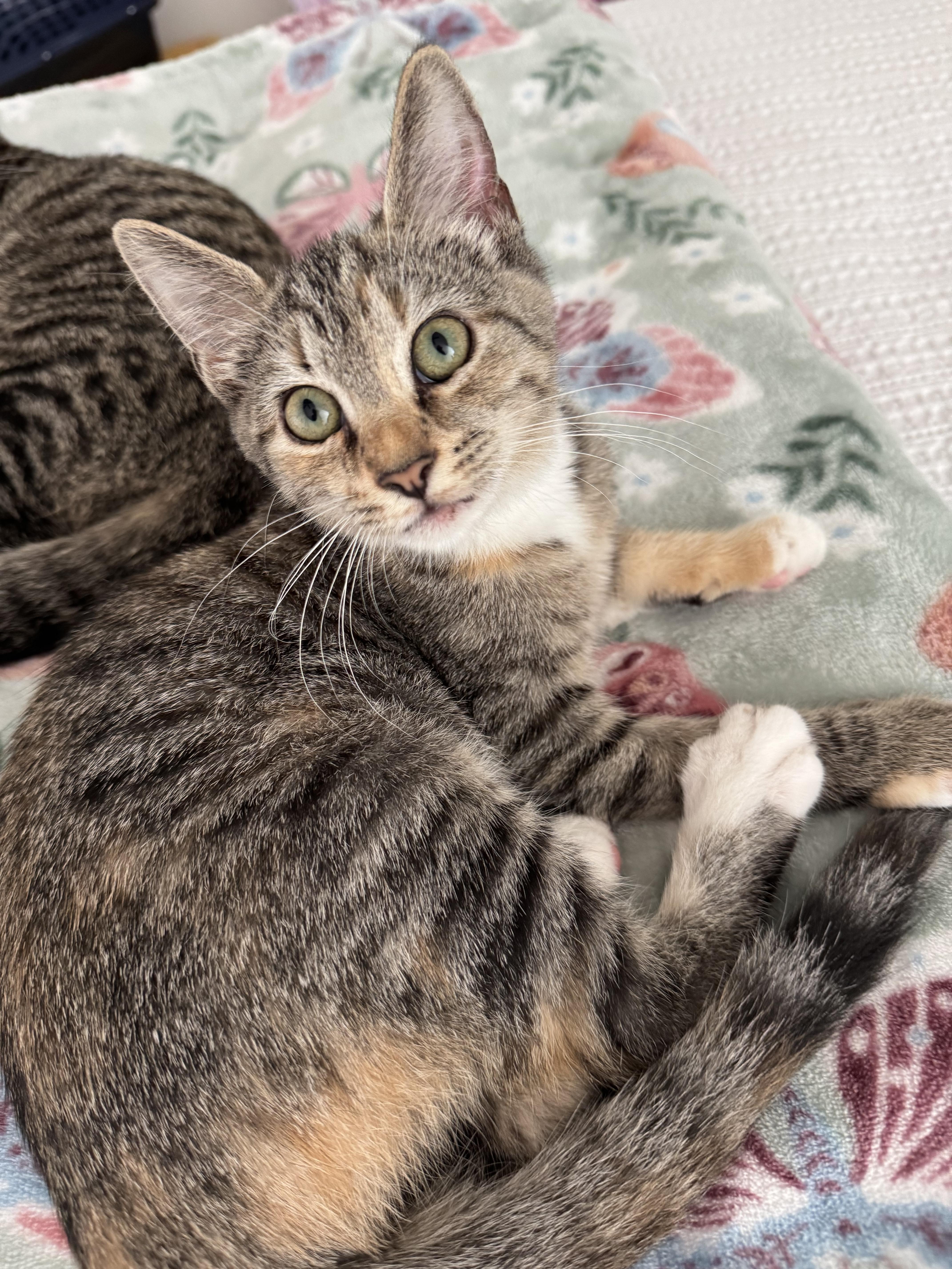 Emmi Lou, a Adoptable Tabby in Dawson, GA image 2/2