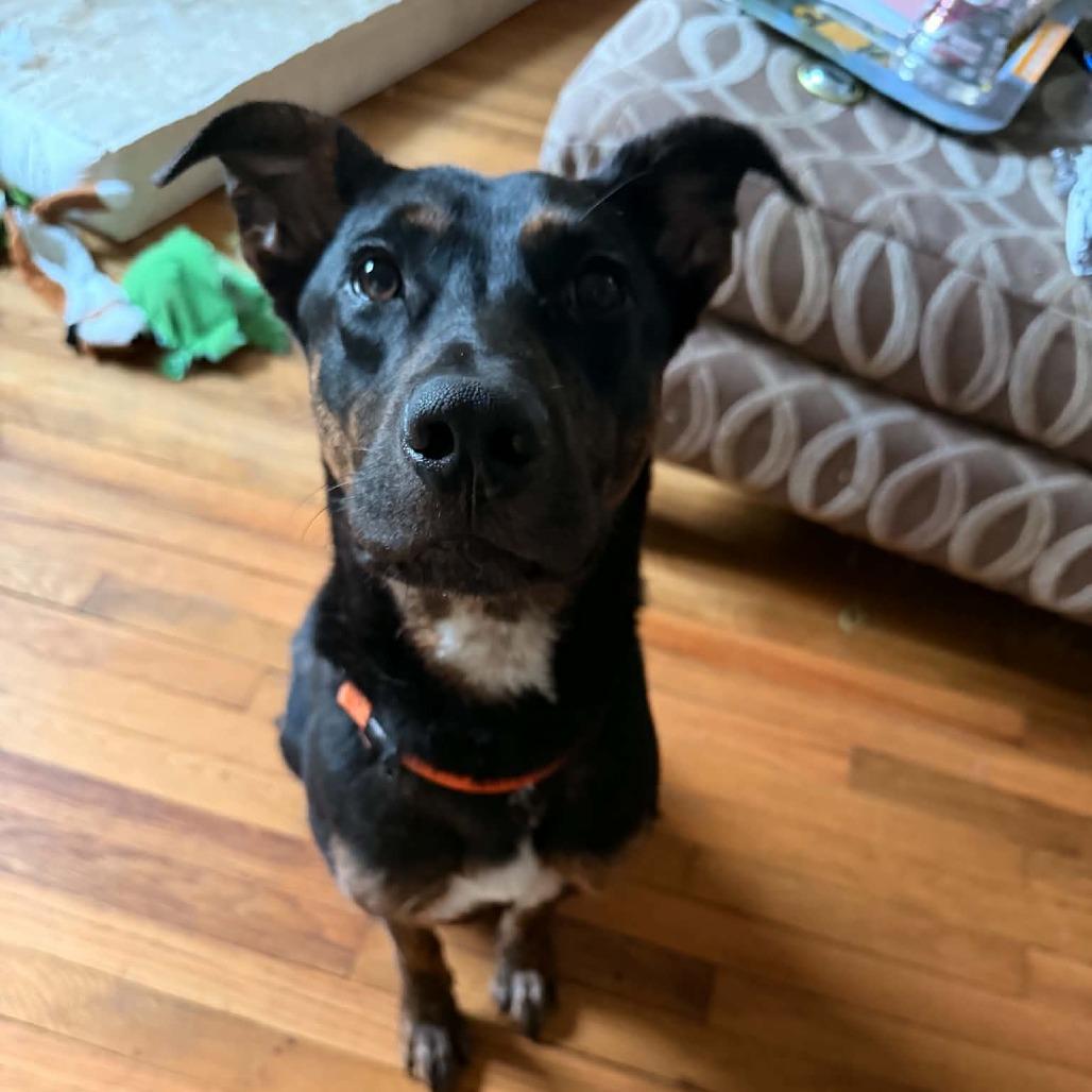 John, Adoptable, Young Male Mixed Breed.