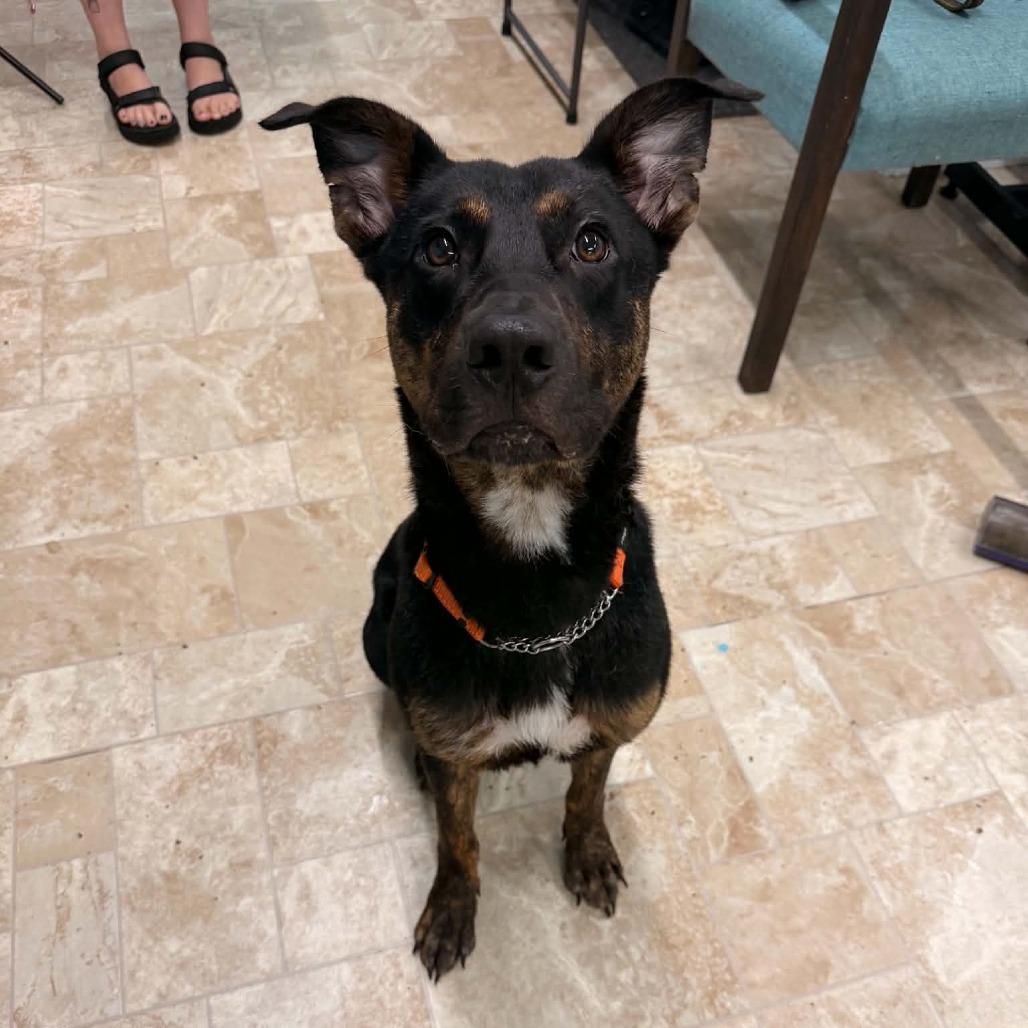 Enlarge John, a Adoptable Mixed Breed in Winston-Salem, NC image 2/5