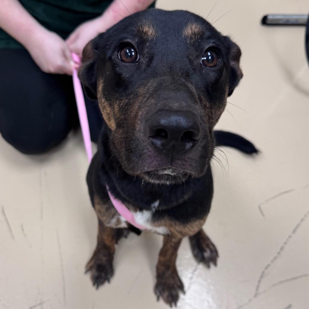 John, Adoptable, Young Male Mixed Breed.