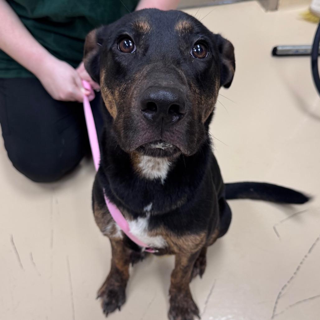 Enlarge John, a Adoptable Mixed Breed in Winston-Salem, NC image 2/3