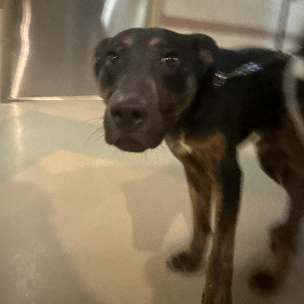 Enlarge John, a Adoptable Mixed Breed in Winston-Salem, NC image 3/3