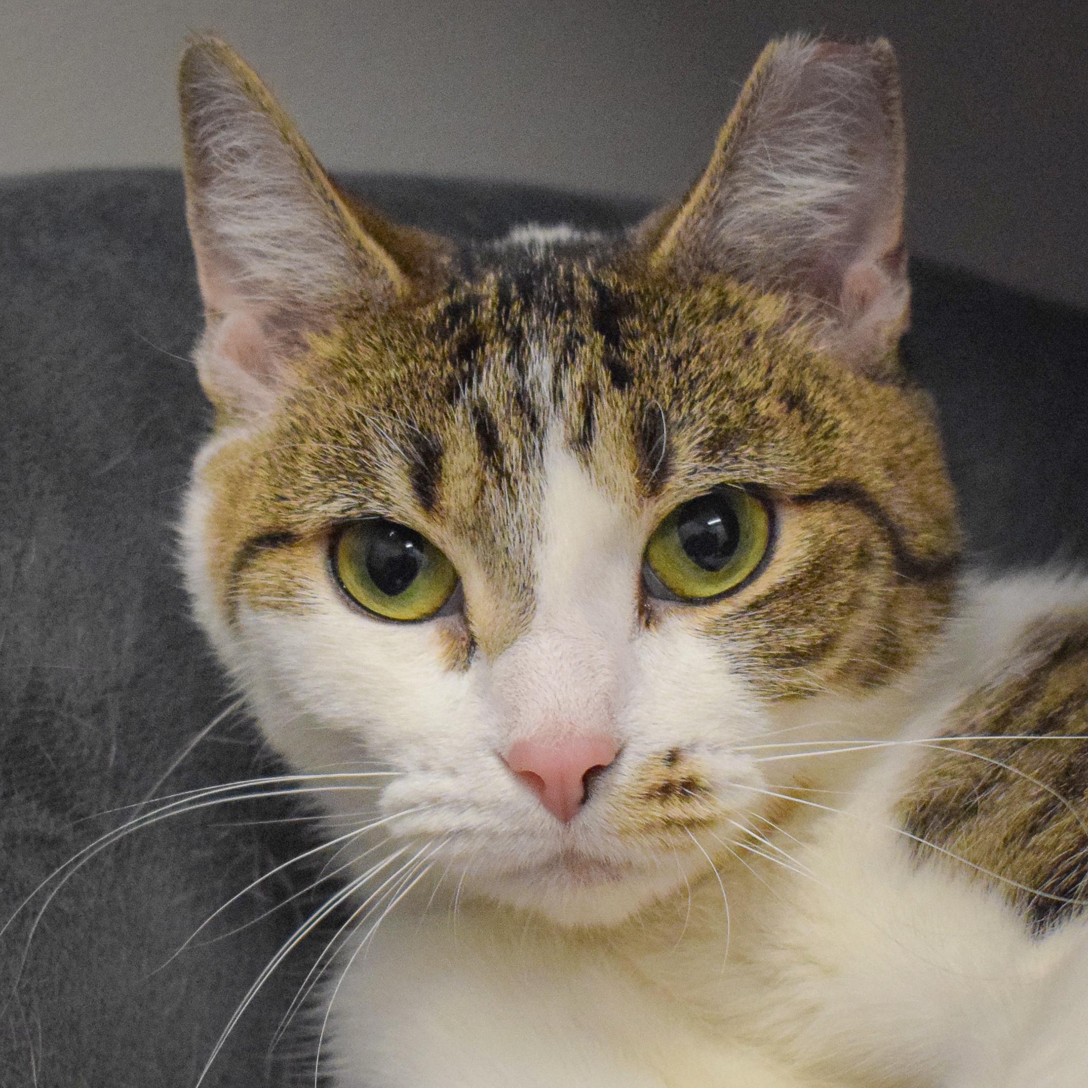 Kaylee, Young Female Tabby