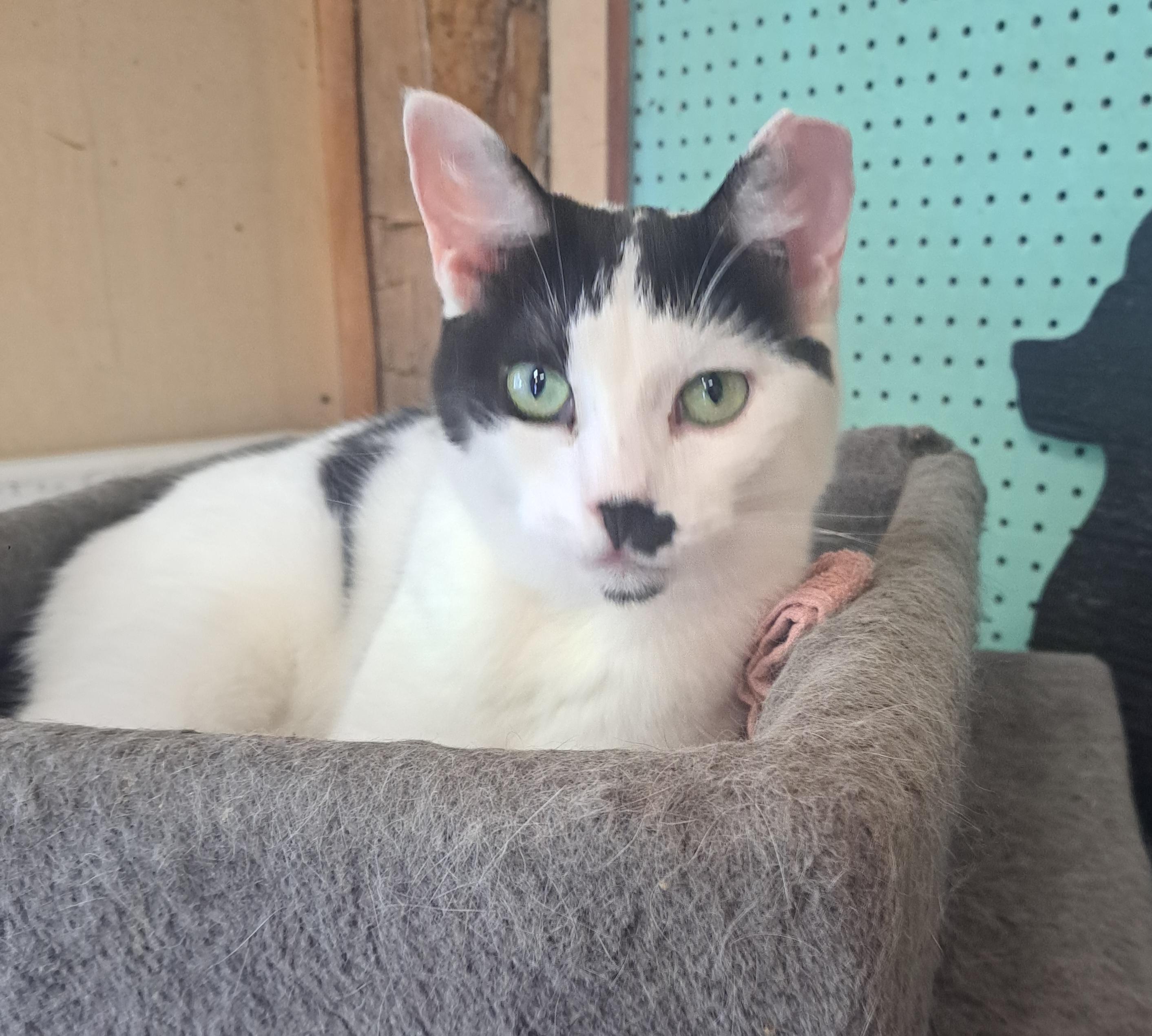 Parker 1 yr, Young Male unknown