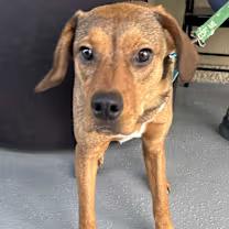 Enlarge Spunky, a Adoptable mixed breed in Watertown, CT image 2/6