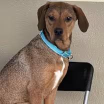 Enlarge Spunky, a Adoptable mixed breed in Watertown, CT image 3/6