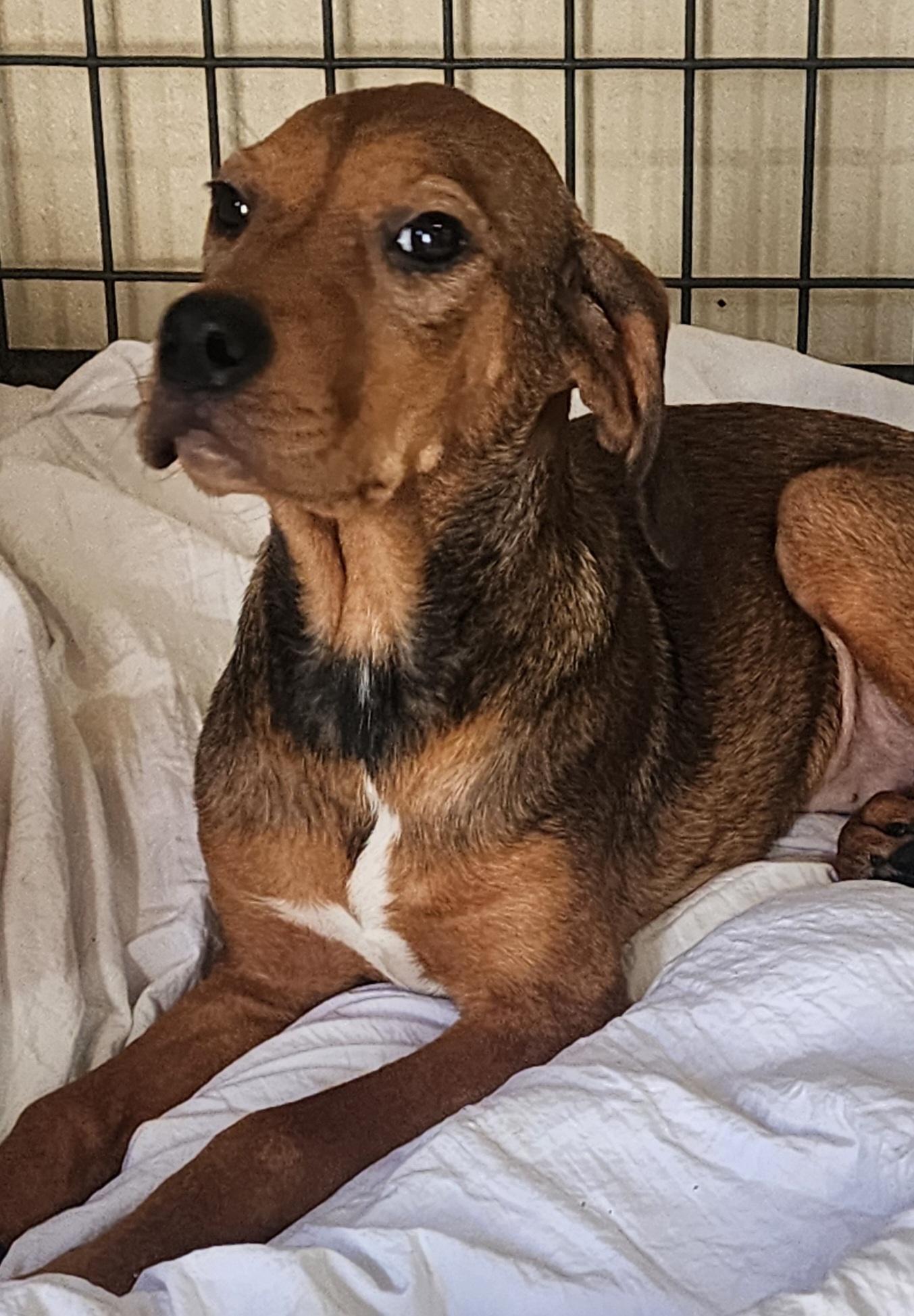 Spunky, a Adoptable mixed breed in Watertown, CT image 1/3