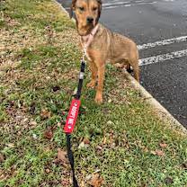 Enlarge Spunky, a Adoptable mixed breed in Watertown, CT image 4/6