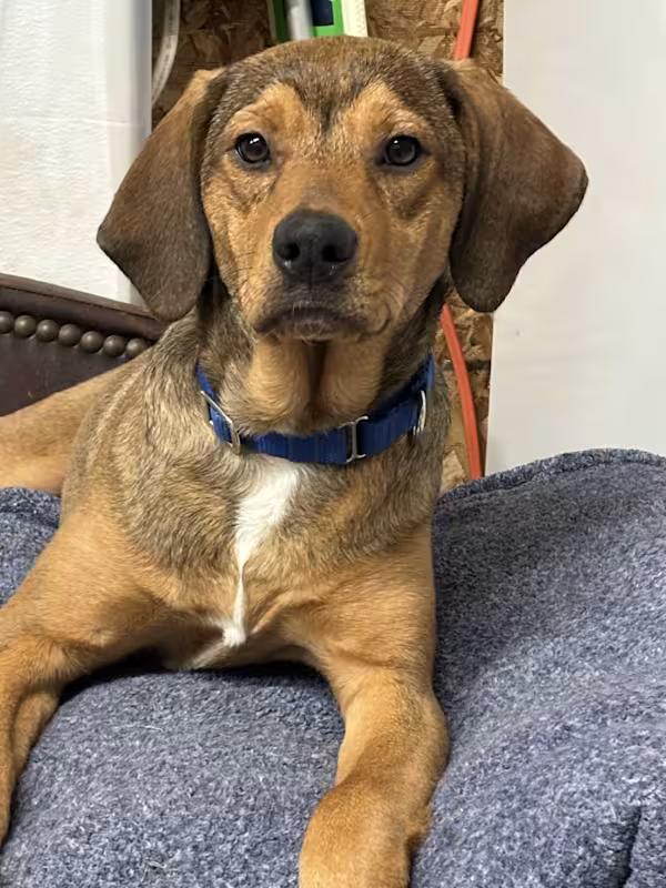 Enlarge Spunky, a Adoptable mixed breed in Watertown, CT image 1/6