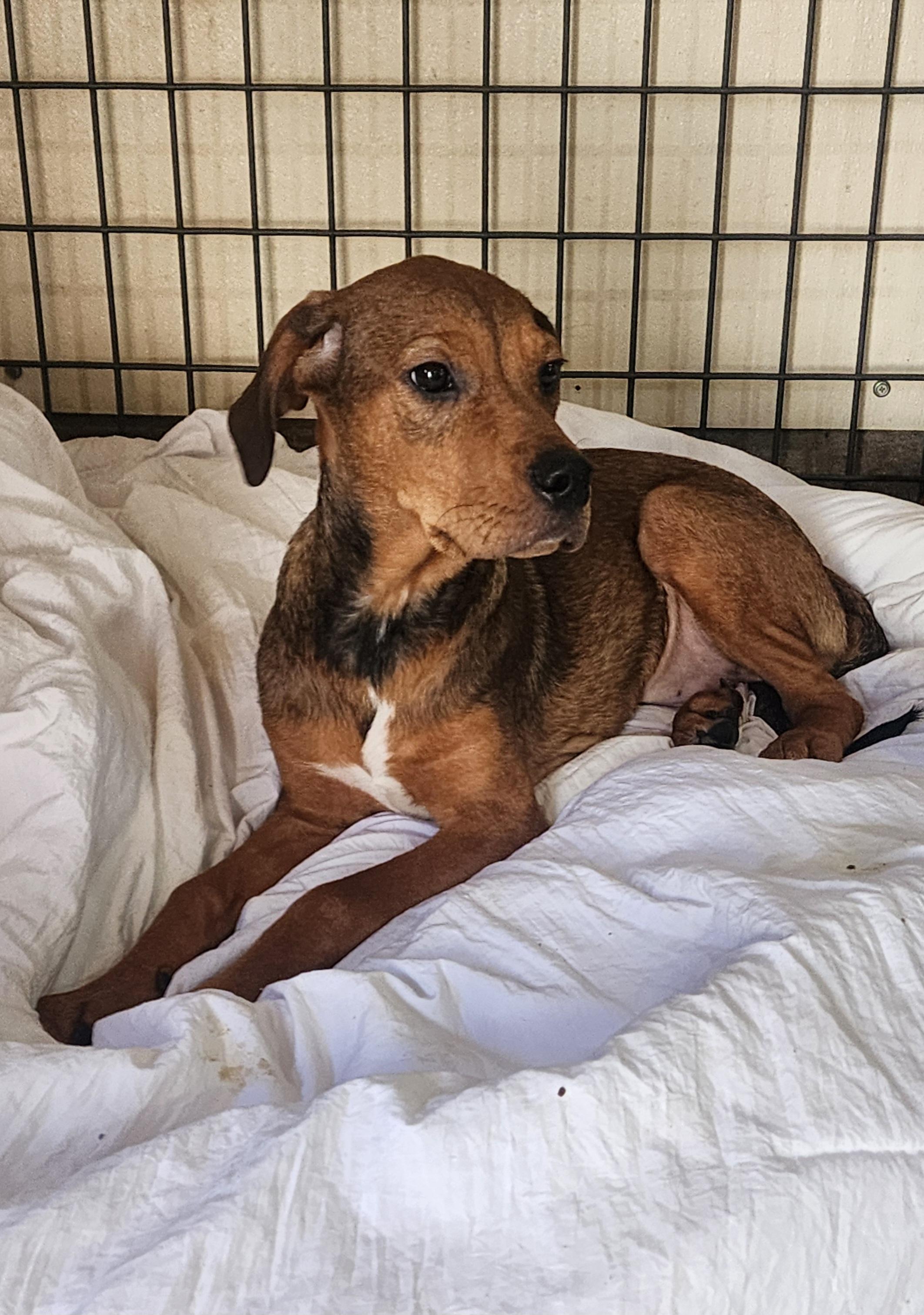 Spunky, a Adoptable mixed breed in Watertown, CT image 2/3