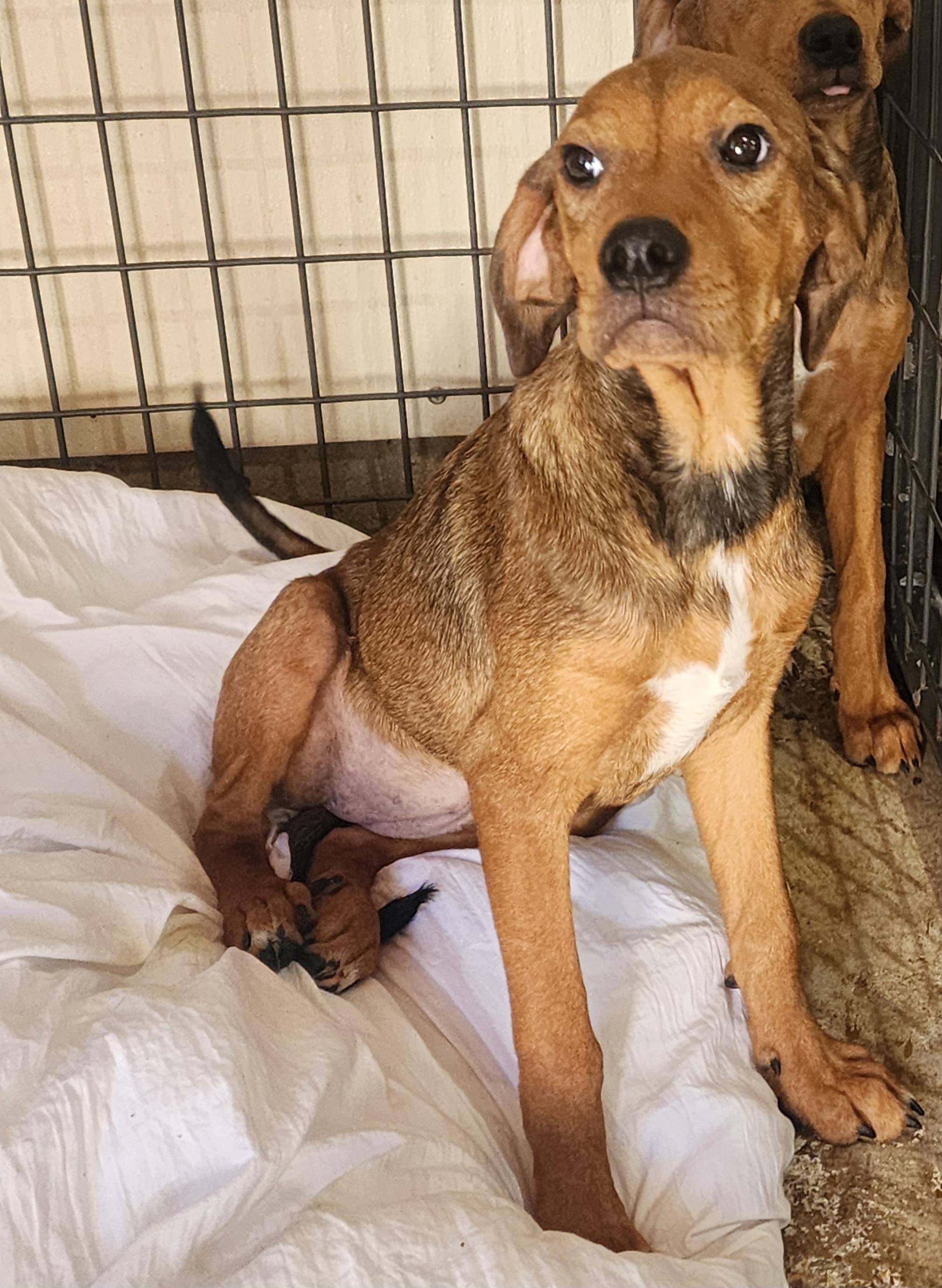 Spunky, a Adoptable mixed breed in Watertown, CT image 3/3