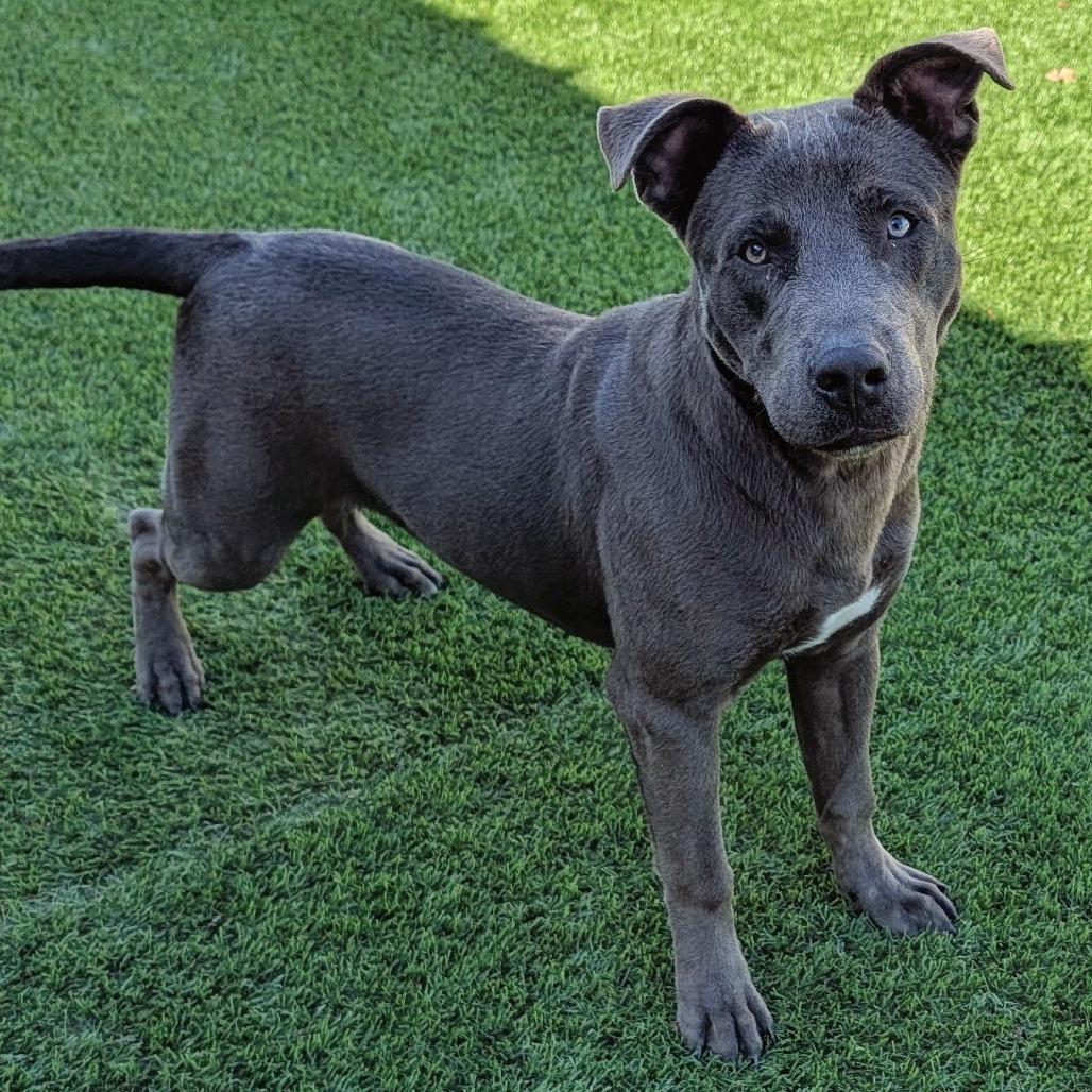 Enlarge Smokie, a Adoptable mixed breed in Ardmore, OK image 1/2